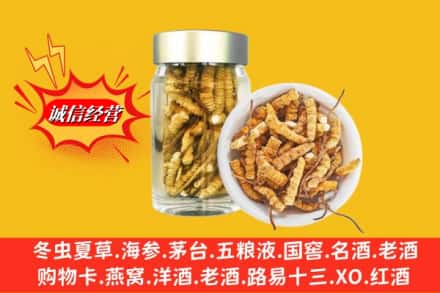 崇左市大新名酒回收散虫草.jpg